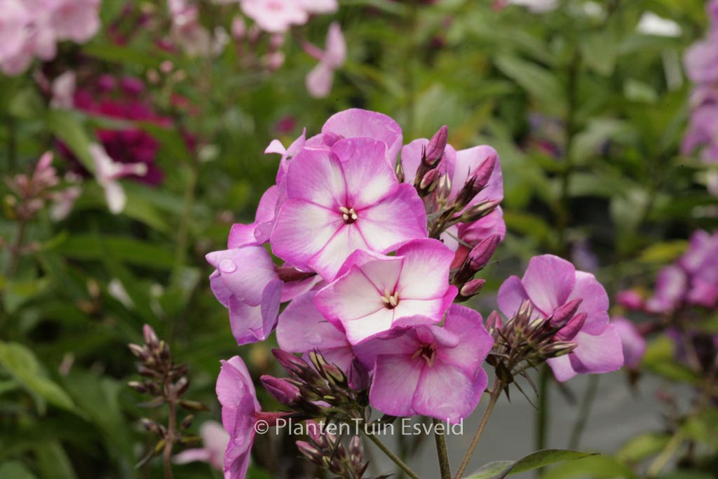 Phlox ‘Sweet Summer Fantasy’