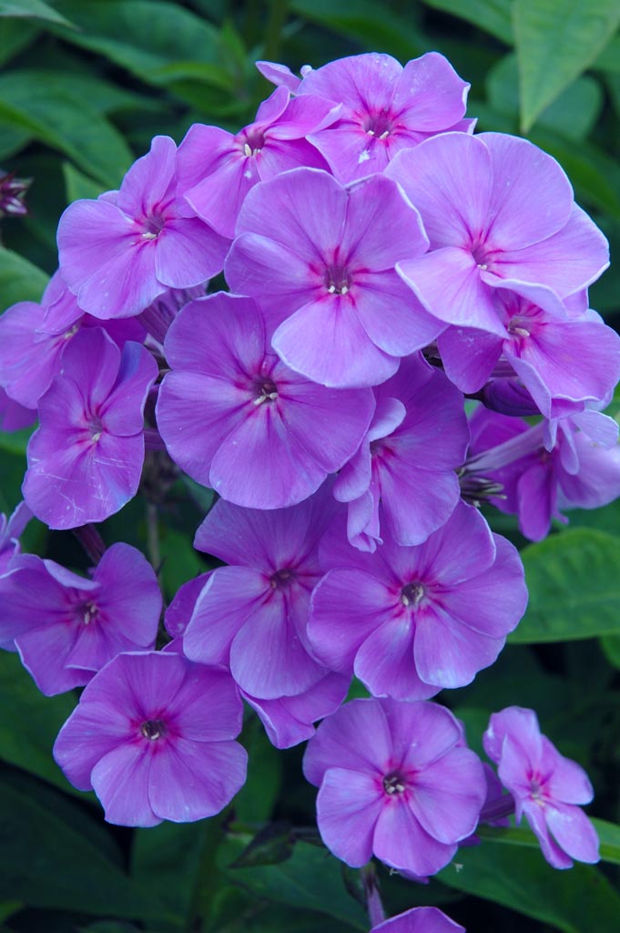 Phlox ‘Sweet Summer Ocean’