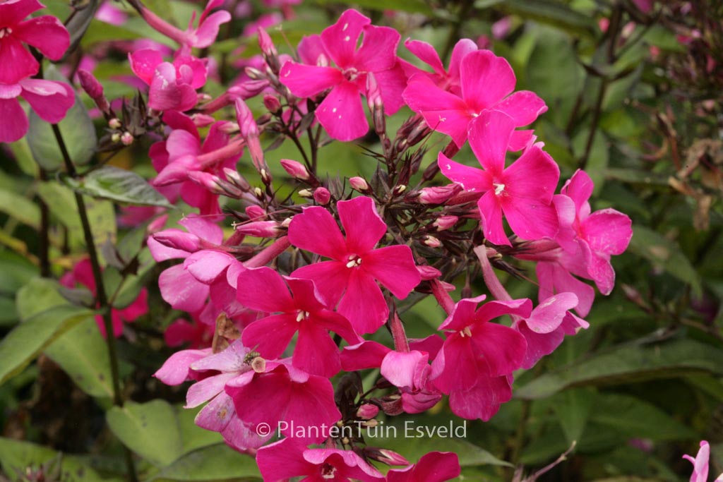 Phlox ‘Sweet Summer Wine’