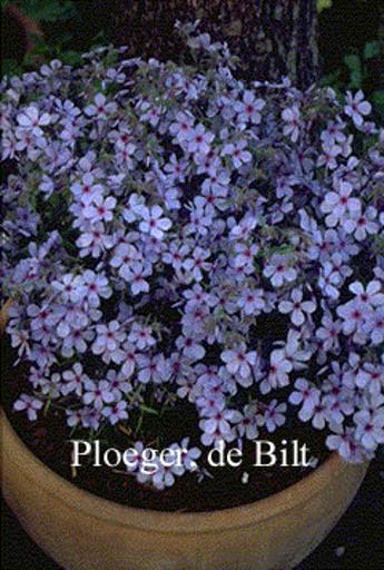 Phlox divaricata ‘Chattahoochee’