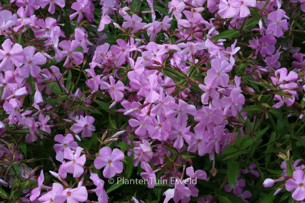 Phlox divaricata ‘Clouds of Perfume’