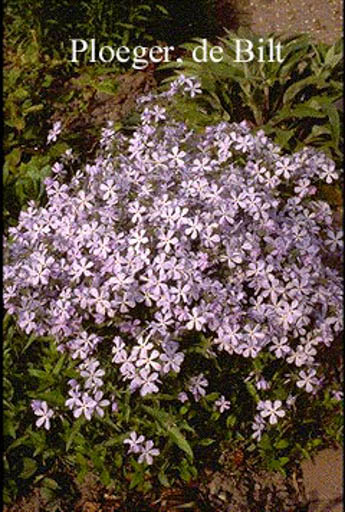 Phlox divaricata