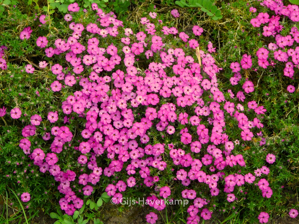 Phlox douglasii ‘Crackerjack’