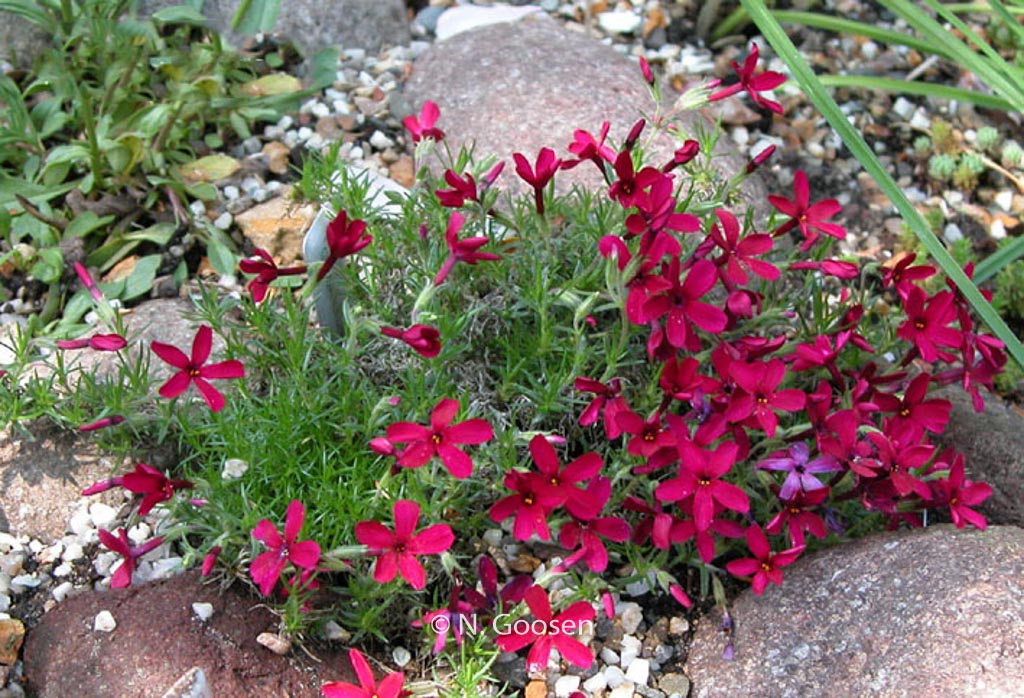 Phlox douglasii ‘Ochsenblut’