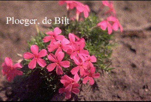 Phlox douglasii ‘Red Admiral’