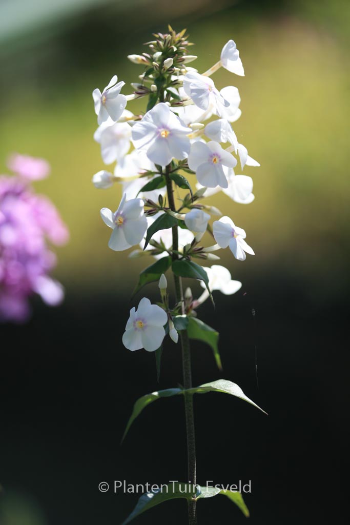 Phlox maculata ‘Delta’
