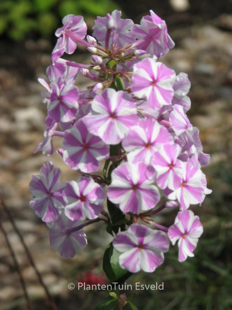 Phlox maculata ‘Natascha’