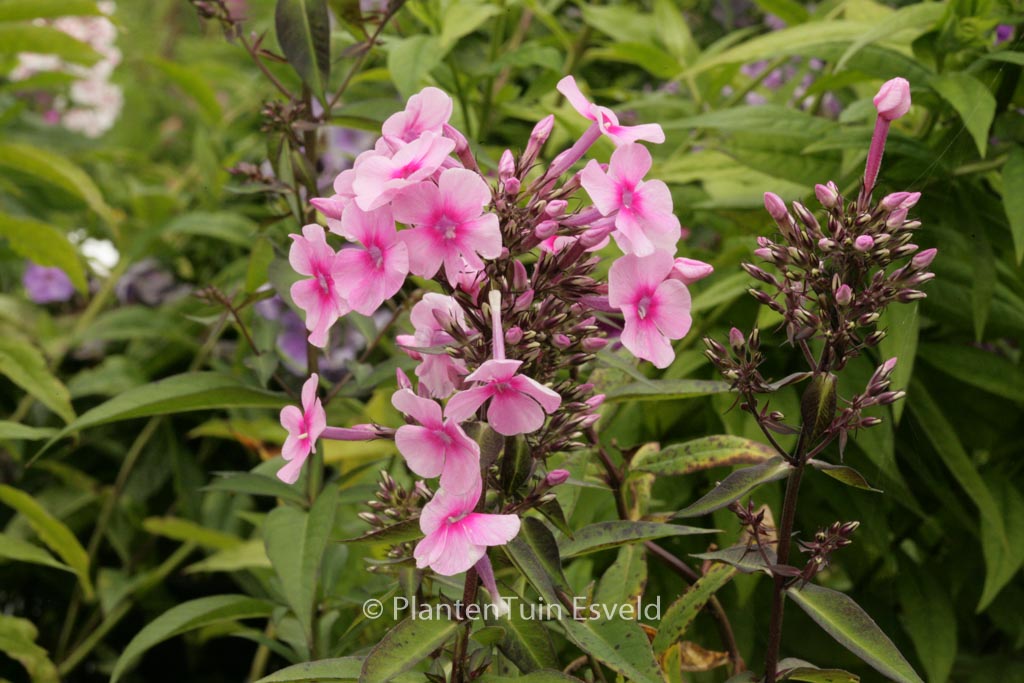 Phlox paniculata ‘Barci’ (MISS PEPPER)