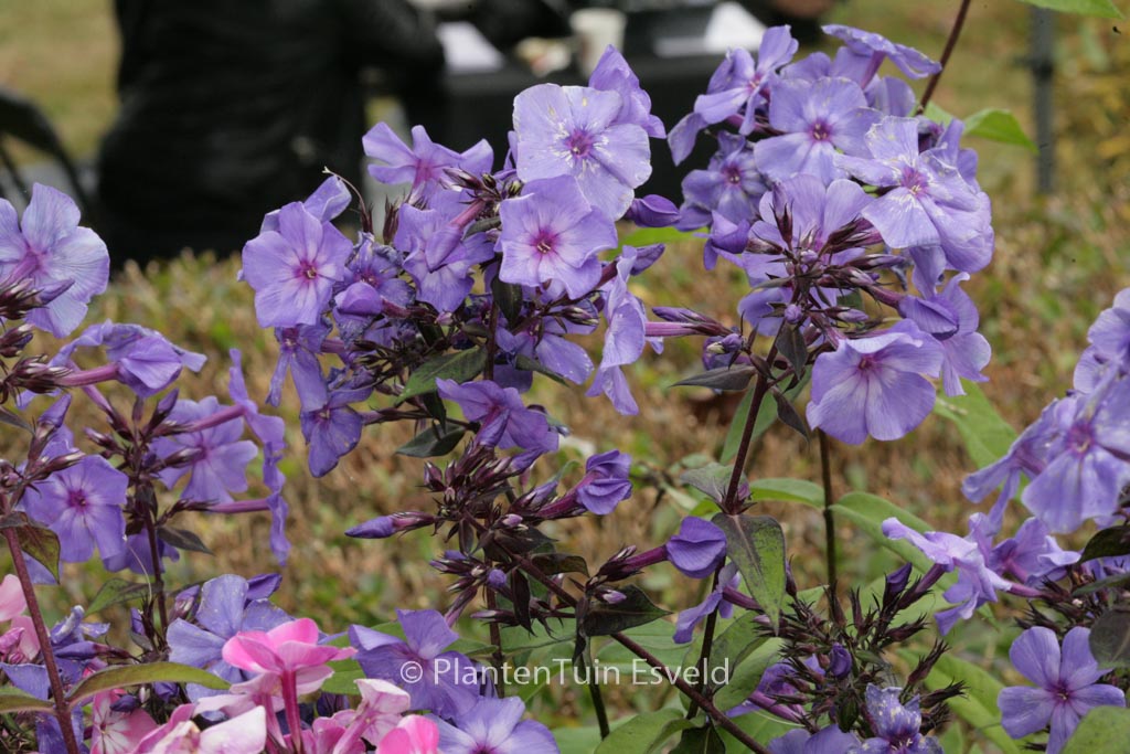 Phlox paniculata ‘Blue Paradise’