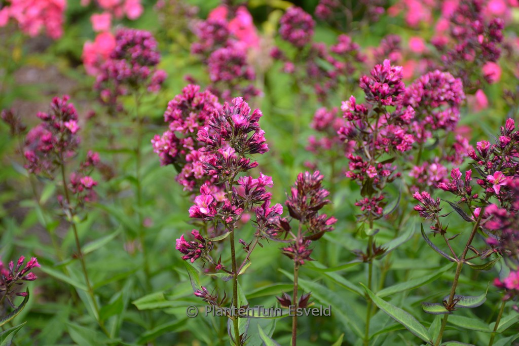 Phlox paniculata ‘Butonik’