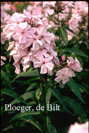 Phlox paniculata ‘Elizabeth Arden’