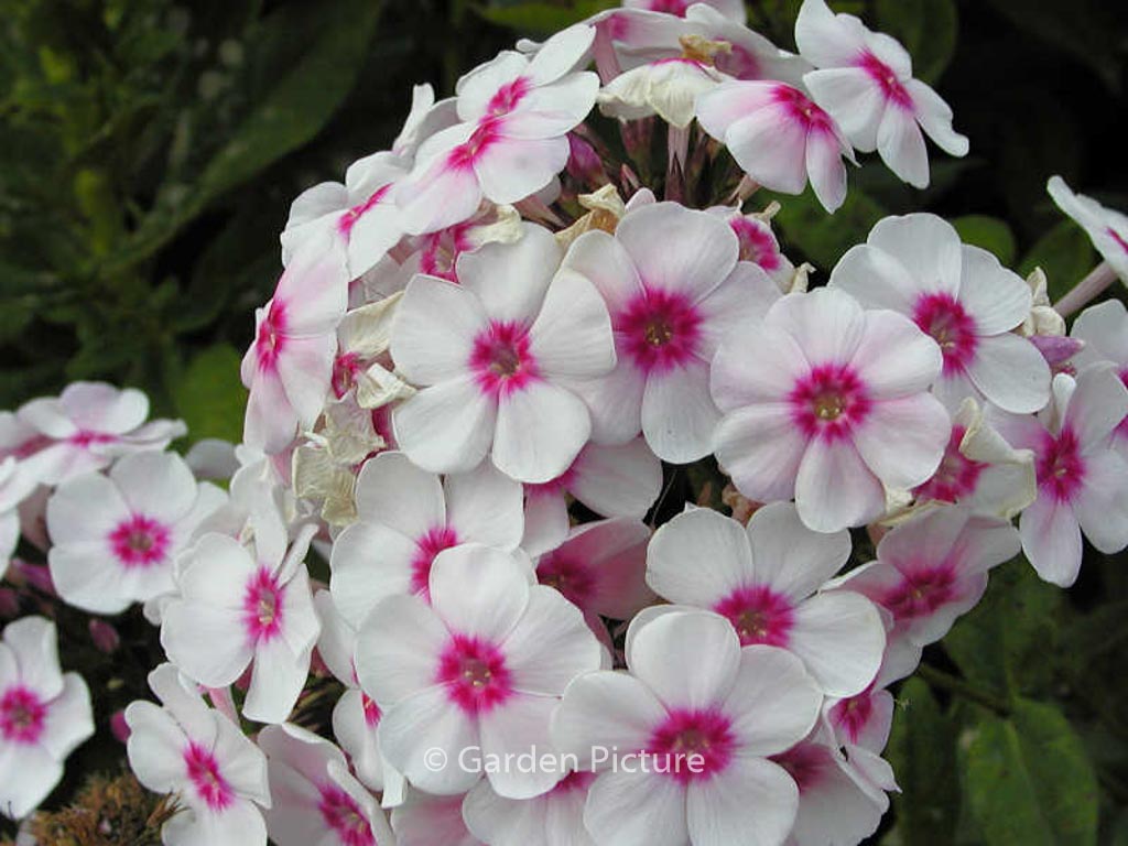 Phlox paniculata ‘Europa’