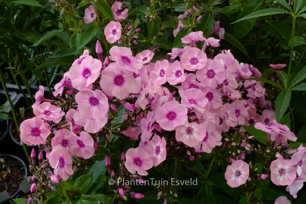 Phlox paniculata ‘Larissa’