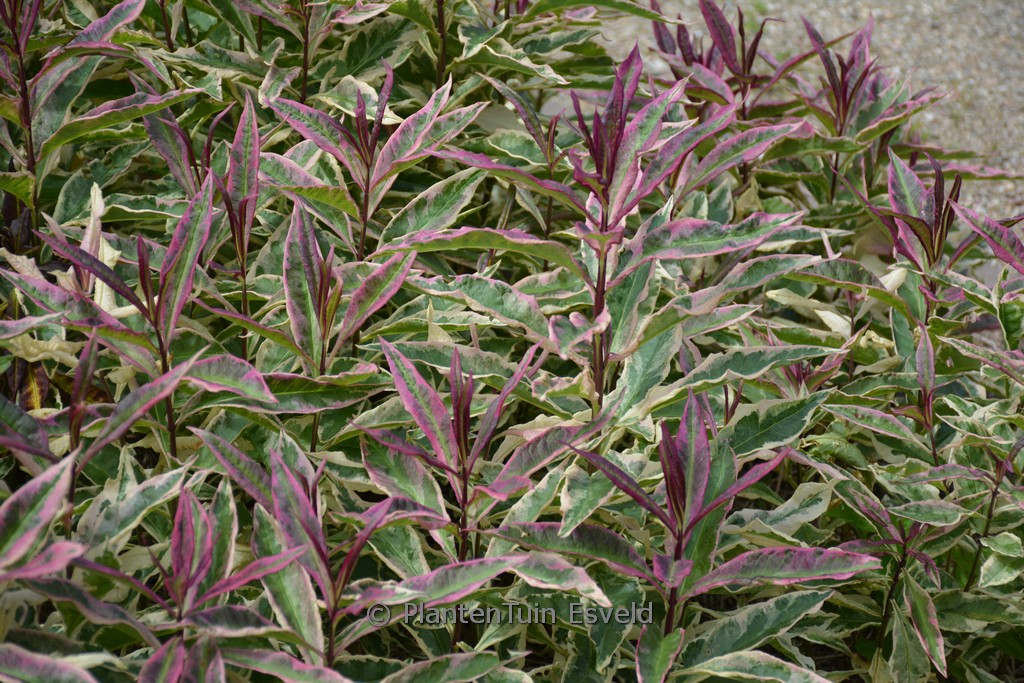 Phlox paniculata ‘Olympus’