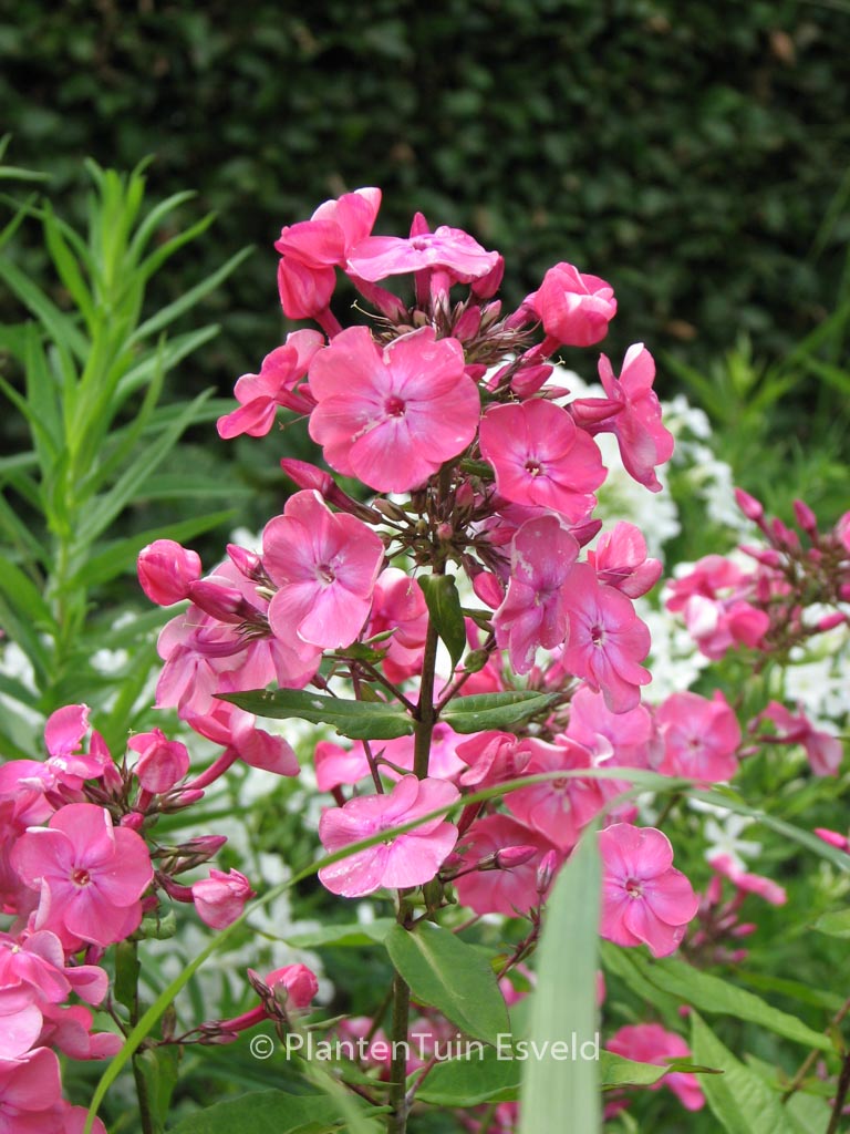Phlox paniculata ‘Rijnstroom’