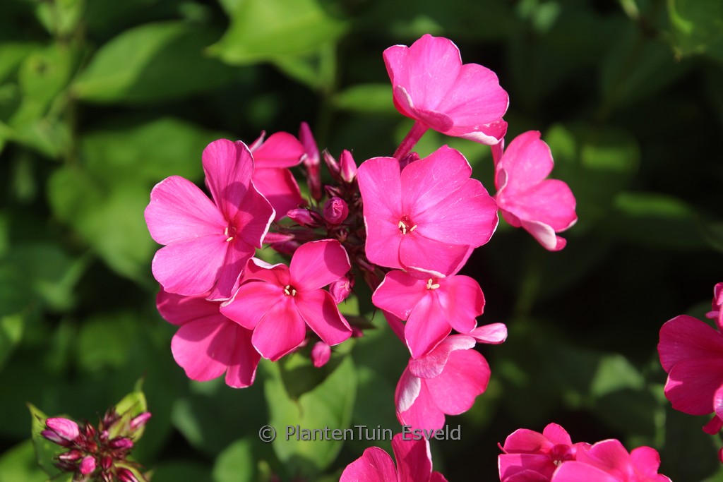 Phlox paniculata ‘Tenor’