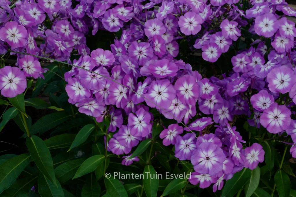 Phlox paniculata ‘Uspech’