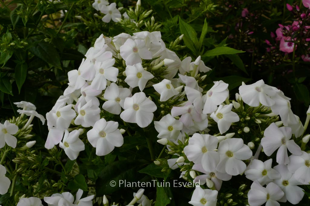 Phlox paniculata ‘White Admiral’