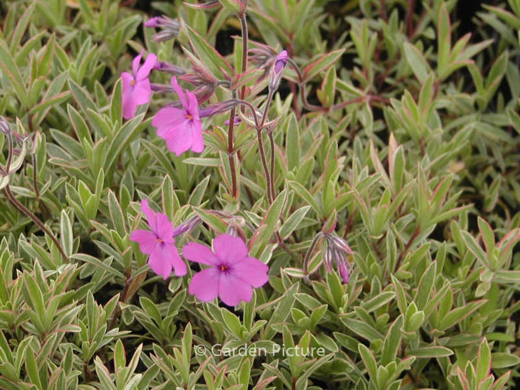 Phlox procumbens ‘Variegata’