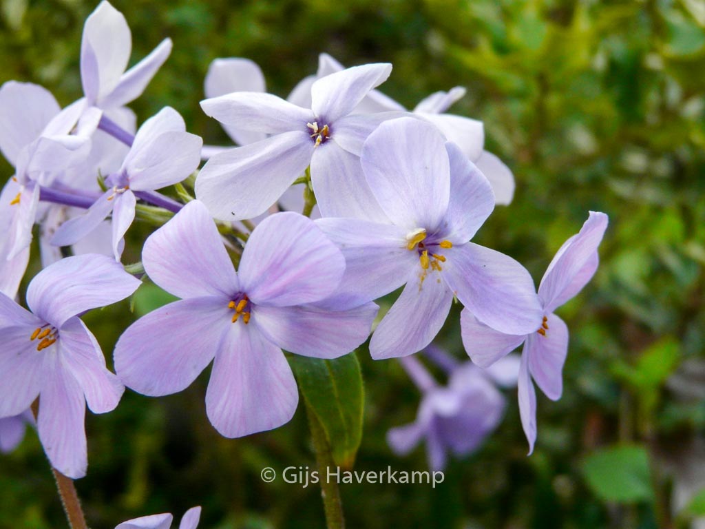 Phlox stolonifera ‘Blue Ridge’