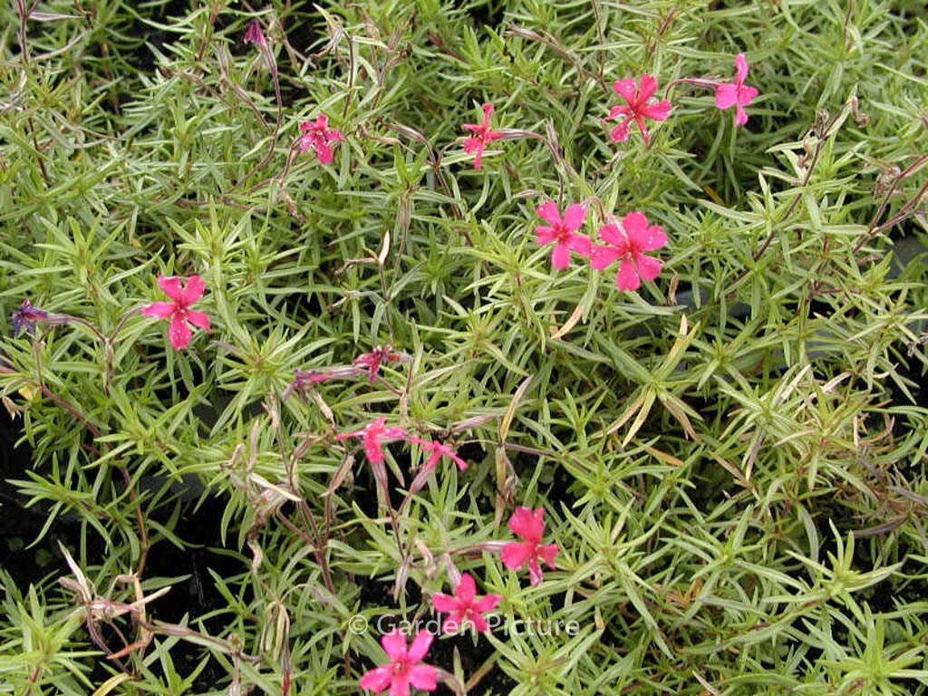Phlox subulata ‘Atropurpurea’