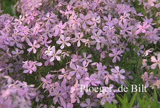 Phlox subulata ‘Benita’