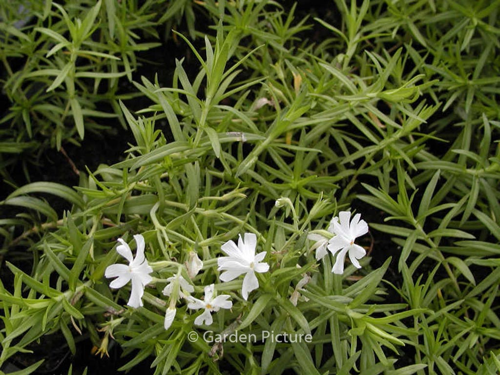 Phlox subulata ‘Calvides White’