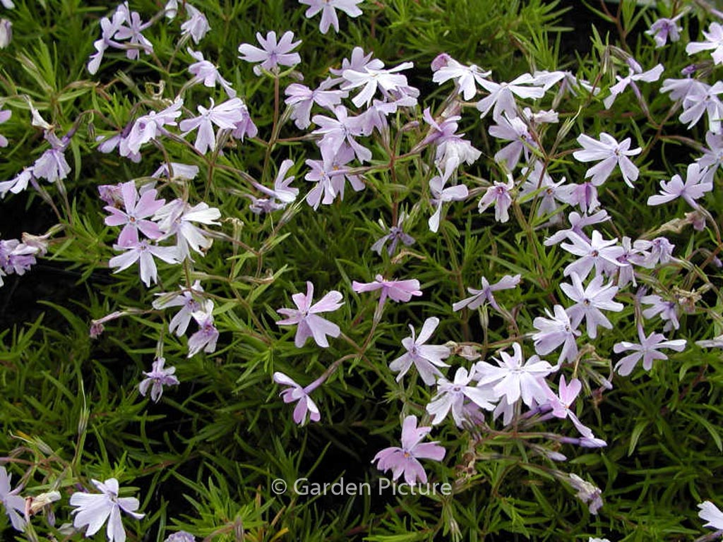 Phlox subulata ‘Emerald Cushion Blue’