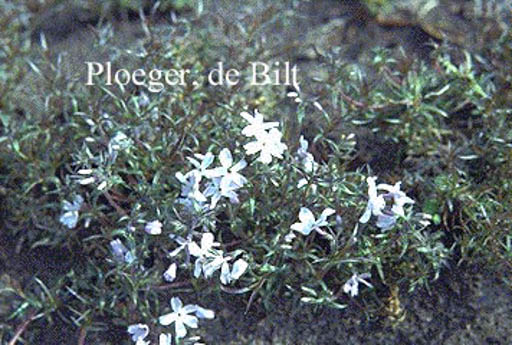 Phlox subulata ‘G.F. Wilson’
