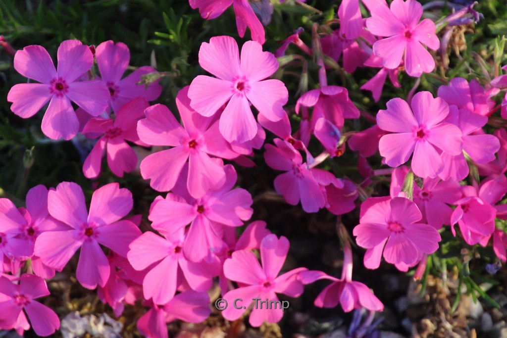 Phlox subulata ‘MacDaniel’s Cushion’
