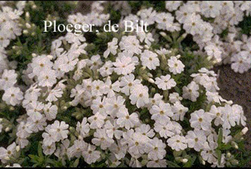 Phlox subulata ‘Maischnee’