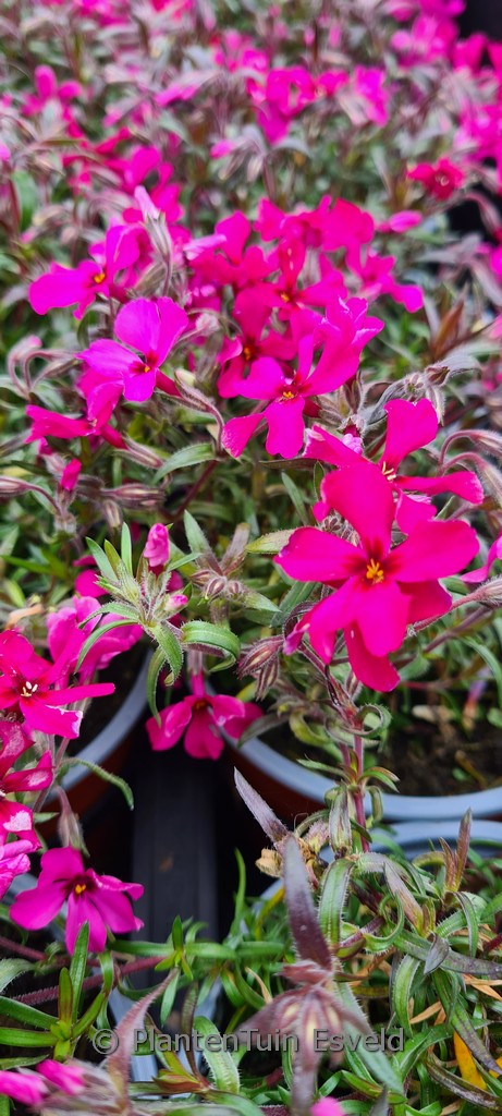 Phlox subulata ‘Scarlet Flame’