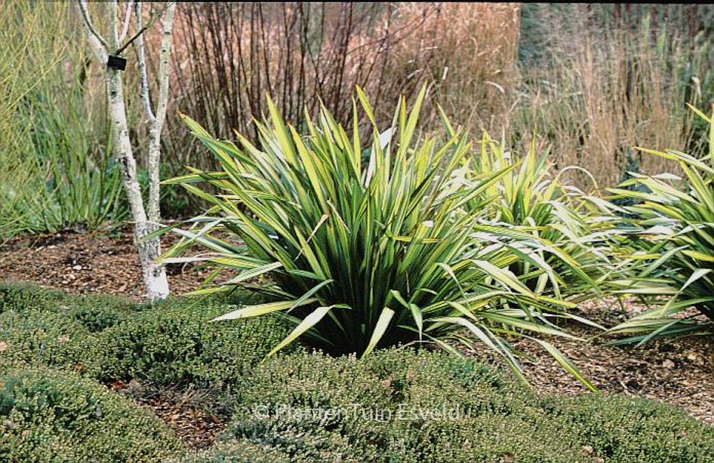 Phormium ‘Apricot Queen’