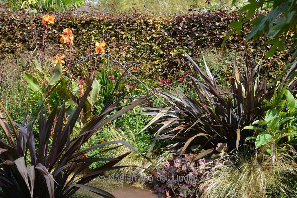 Phormium ‘Dark Delight’
