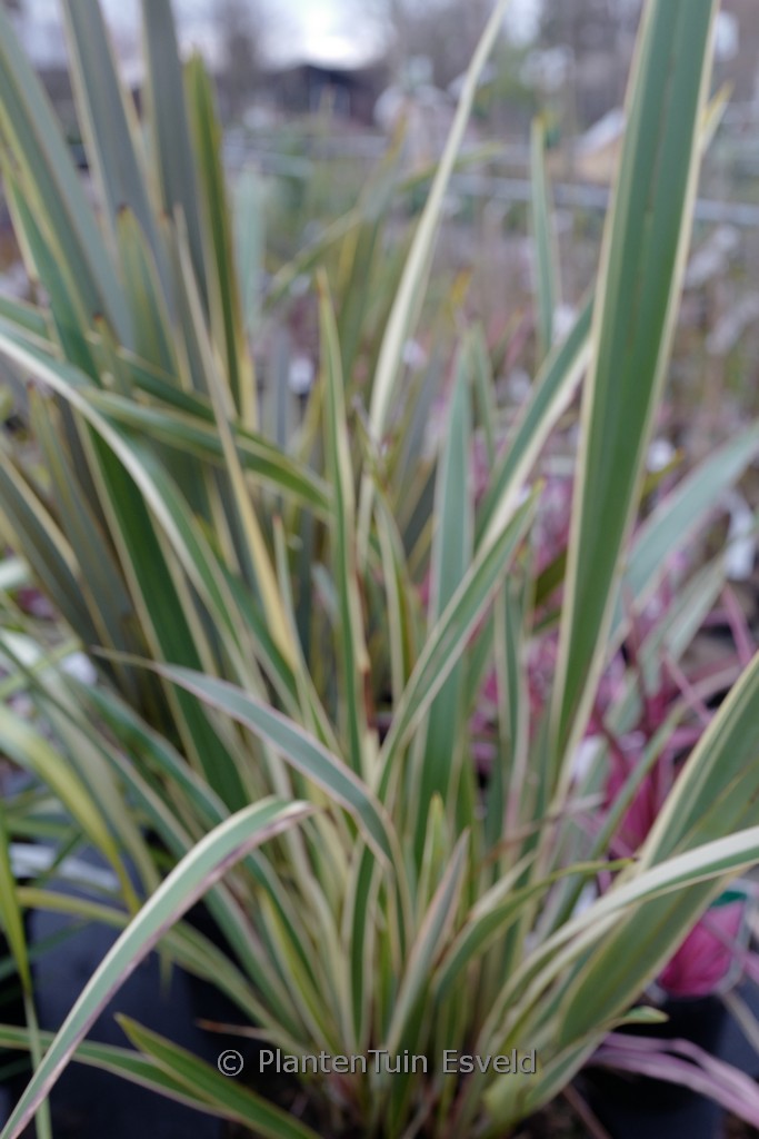Phormium ‘Duet’