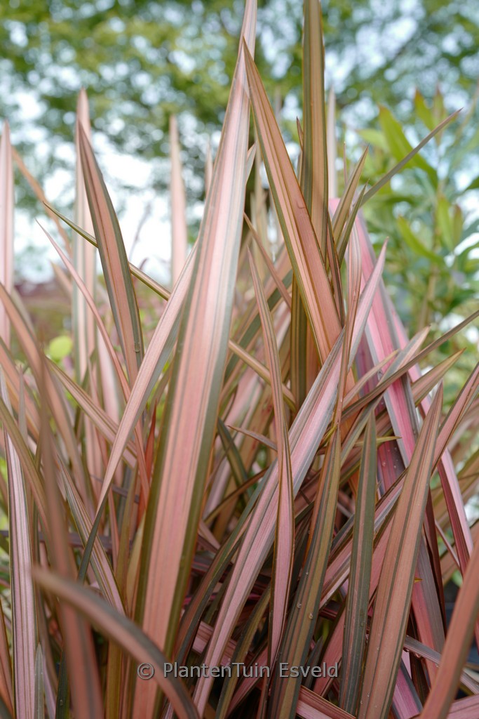 Phormium ‘Margaret Jones’