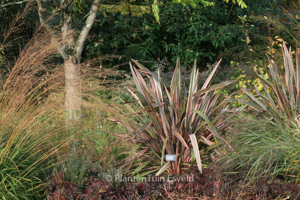 Phormium ‘Sundowner’