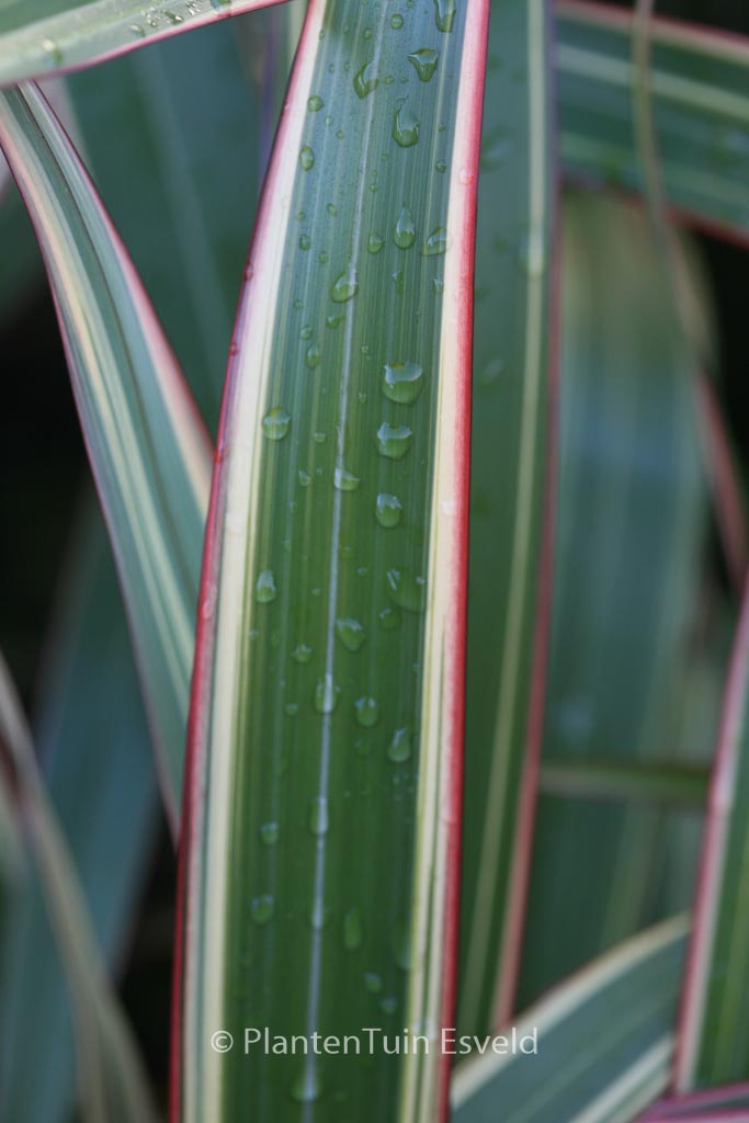Phormium cookianum ‘Tricolor’