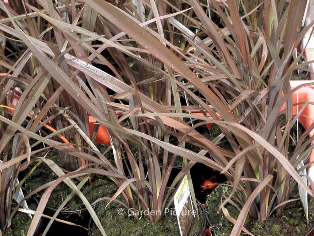 Phormium tenax ‘Bronze Baby’