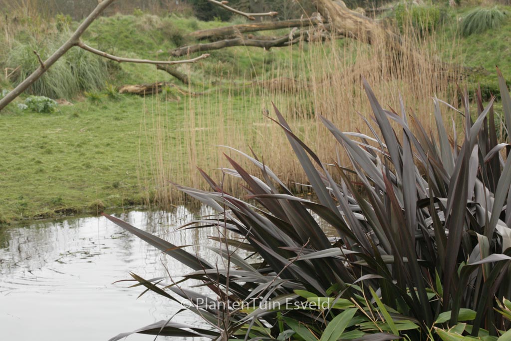 Phormium tenax ‘Purpureum’