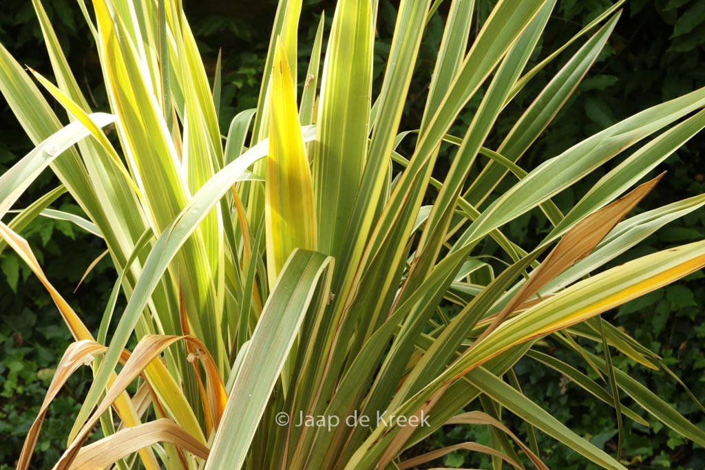 Phormium tenax ‘Variegatum’