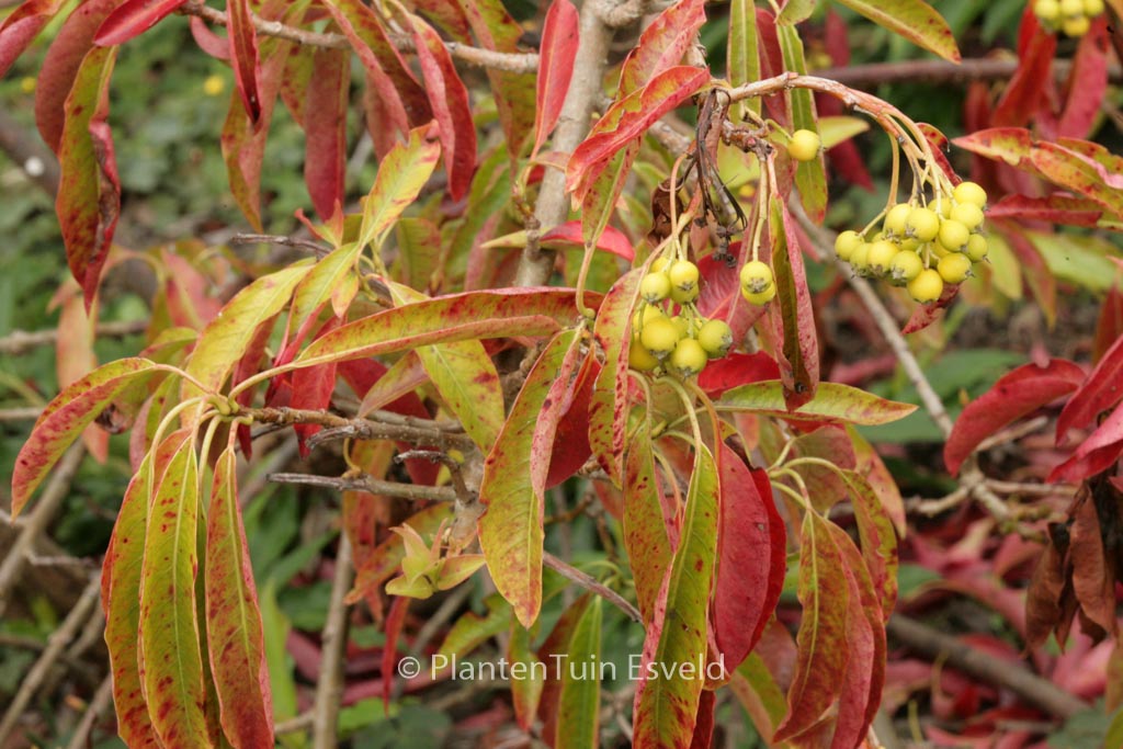 Photinia niitakayamensis