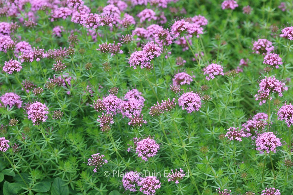 Phuopsis stylosa ‘Purpurea’