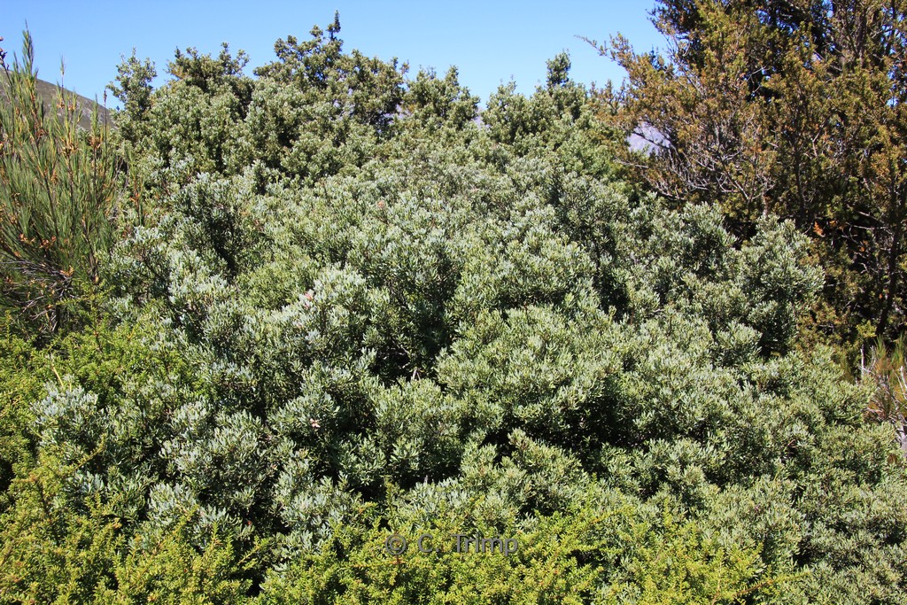 Phyllocladus trichomanoides var. alpinus