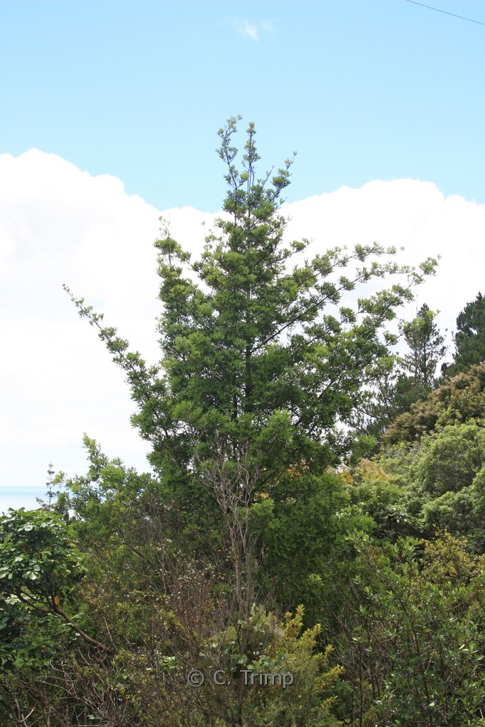 Phyllocladus trichomanoides