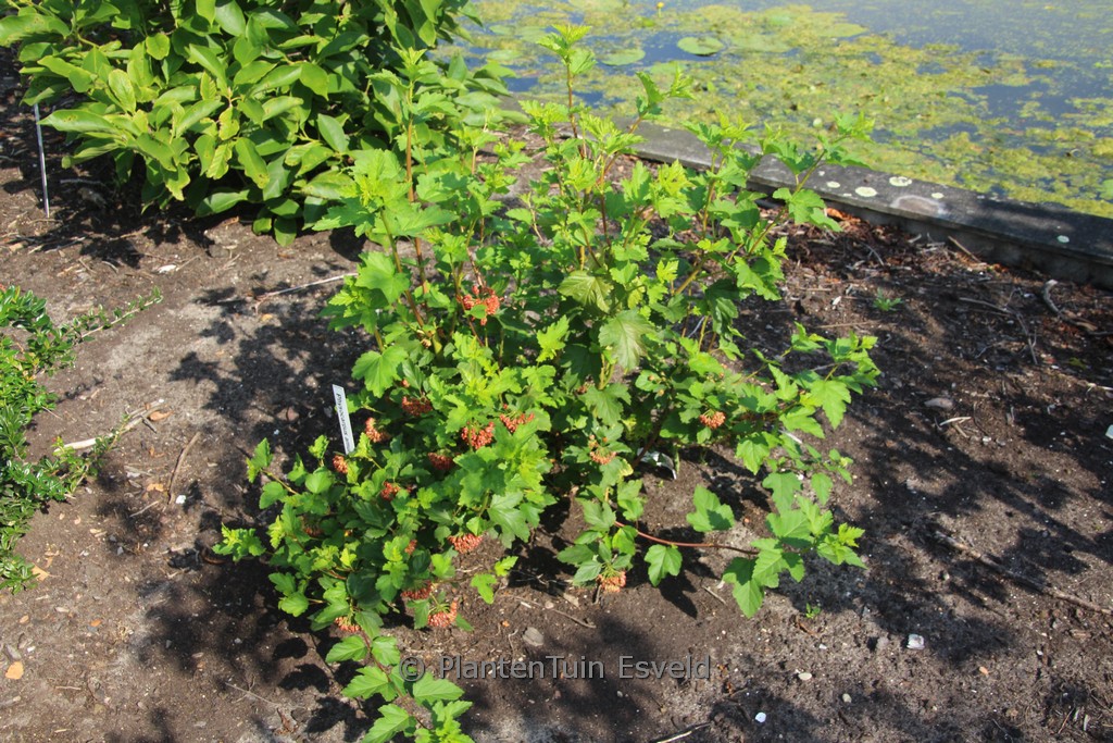 Physocarpus ‘Copper Glow’