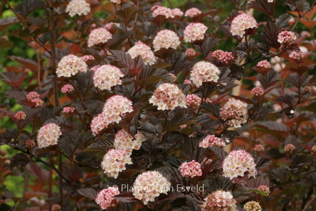 Physocarpus opulifolius ‘Andre’
