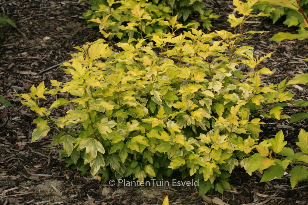 Physocarpus opulifolius ‘Annys Gold’