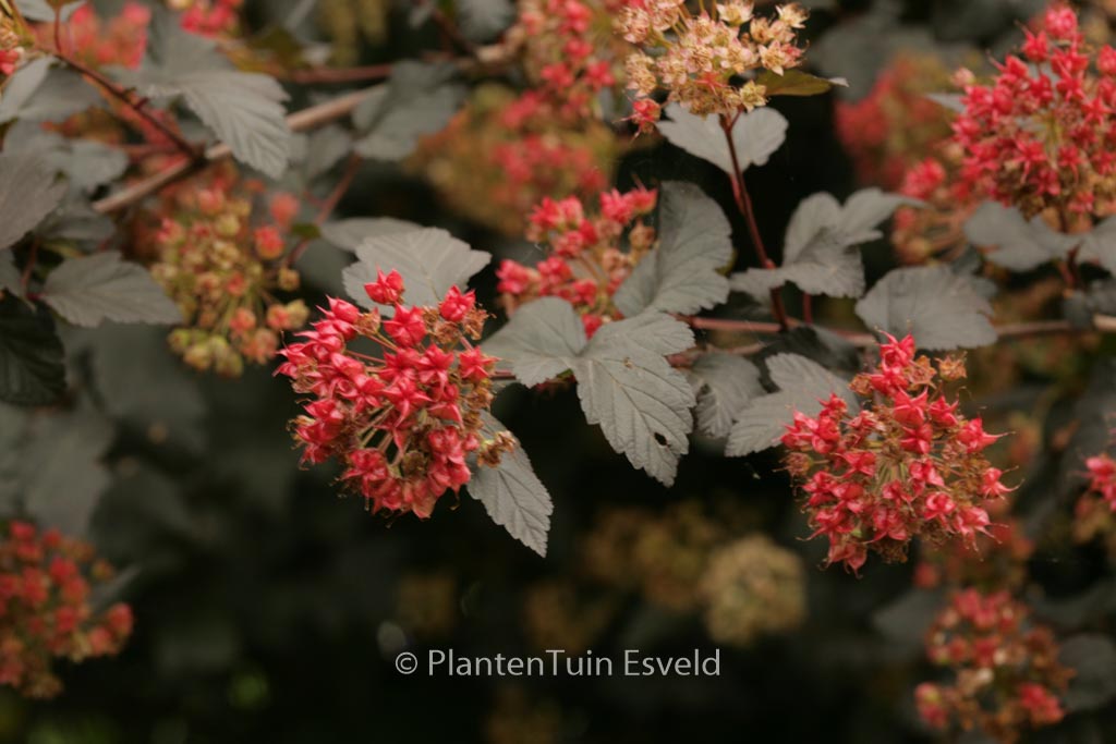 Physocarpus opulifolius ‘Diabolo’