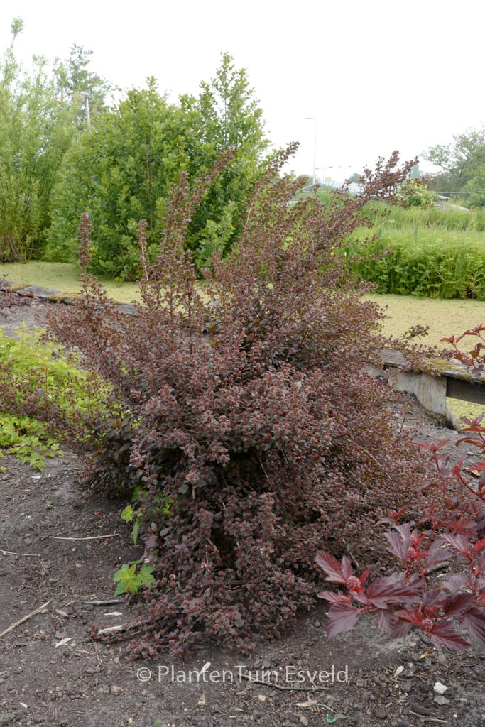 Physocarpus opulifolius ‘Hoogi021’ (LITTLE JOKER)